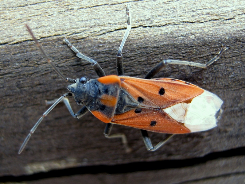 Lygaeidae: Lygaeus creticus del Veneto (TV)